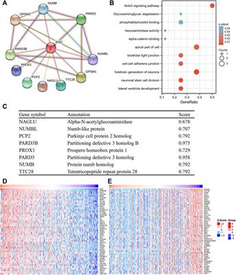 INSC Is Down-Regulated in Colon Cancer and Correlated to Immune Infiltration